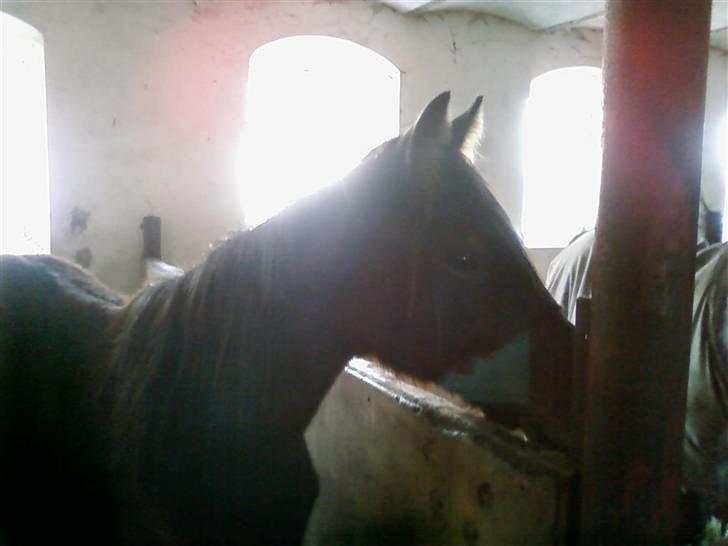 Anden særlig race Viktor billede 6