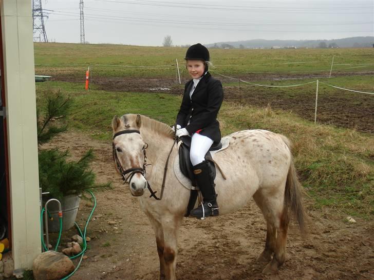 Anden særlig race »Philippa<3 »Gammel part. - Jeg ved det! Jeg er SMUK :* Lige da jeg var startet med at ride Grispigen næsten :-). billede 2