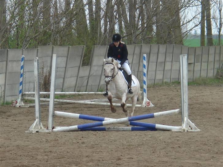 Anden særlig race »Philippa<3 »Gammel part. - Et af Grispigens og mine første springstævner, tror jeg:-). billede 6