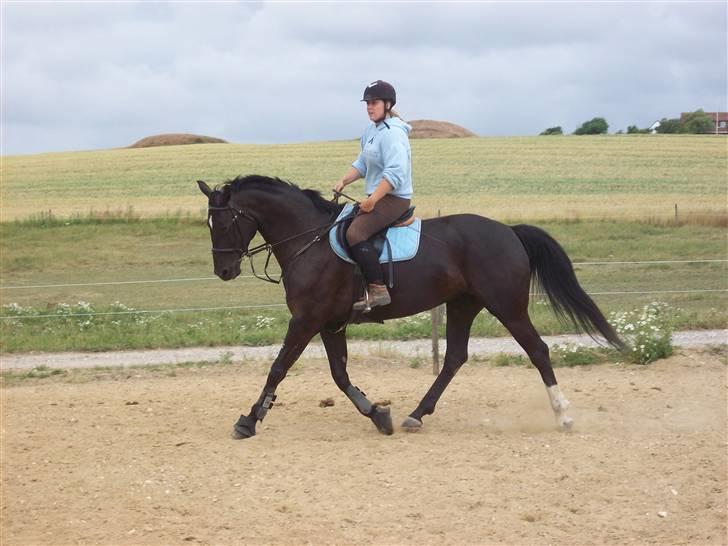 Anden særlig race Black Grace Quality - jada :) kommer seg nå... billede 15