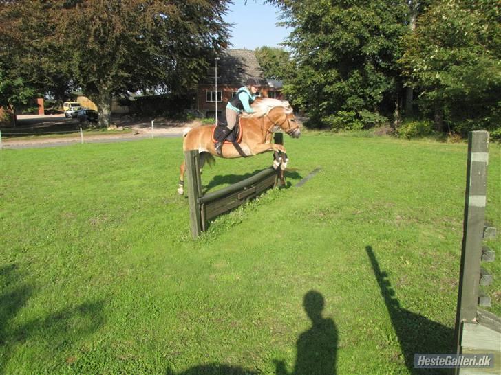 Tyroler Haflinger Mistery<3 - 5)  Kærlighed ka' være mange ting. Nogen gange er det det bedste i ens liv, mens det hurtigt ka' skifte til helvede billede 4