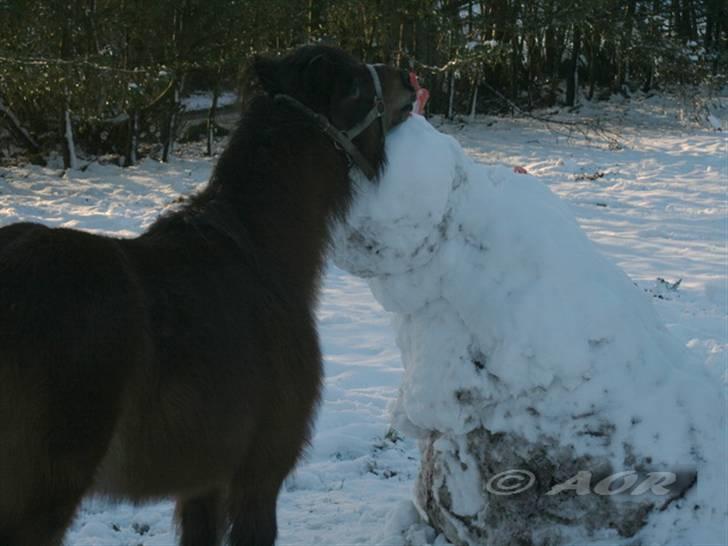 Anden særlig race Sera. R.I.P 2-9-10 - Mmmhmmm dejllig snemand :D billede 16