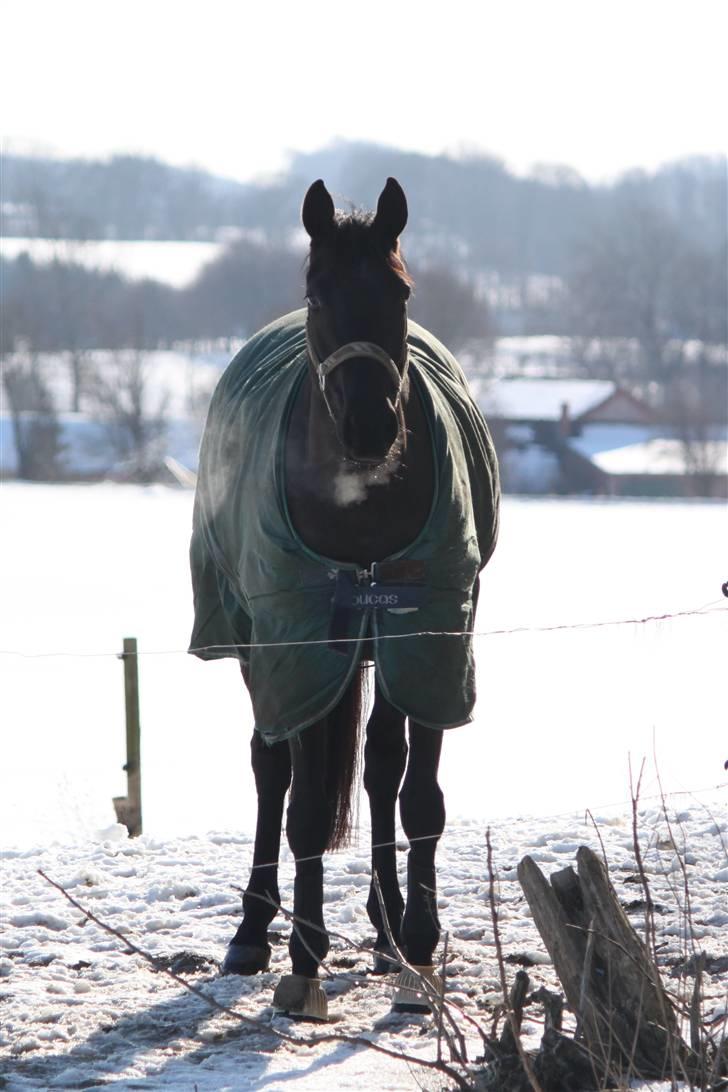 Dansk Varmblod ROCKIE LANDSIG -  Søs på fold d. 21. februar Foto: Charlotte billede 18