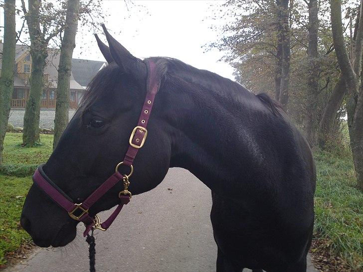 Dansk Varmblod ROCKIE LANDSIG billede 11