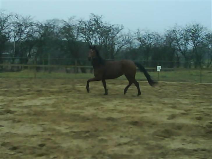 Anglo Araber (AA) kiki dee billede 2