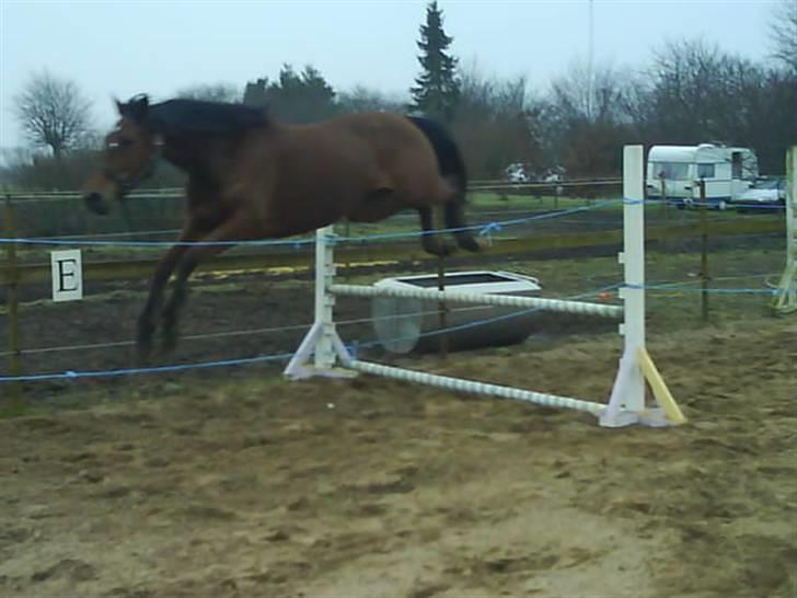 Anglo Araber (AA) kiki dee billede 4