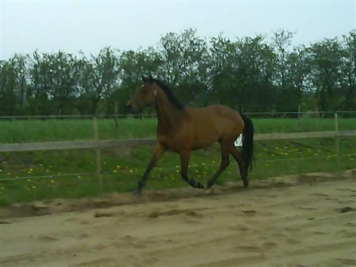 Anglo Araber (AA) kiki dee billede 8
