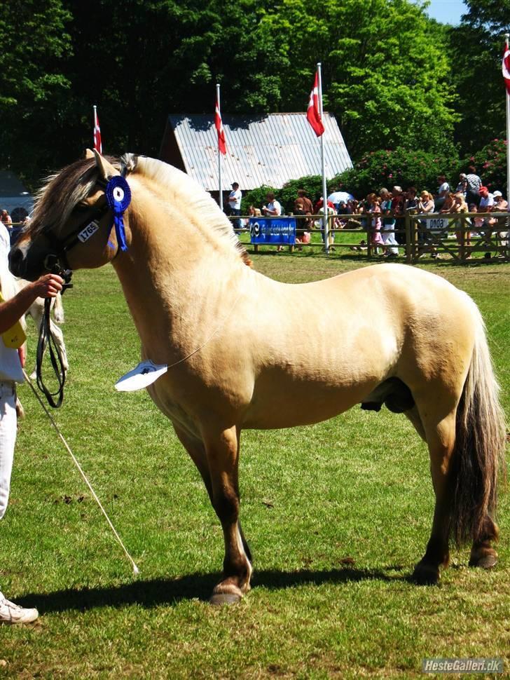 Fjordhest Granit Halsnæs ELITE FJ billede 11