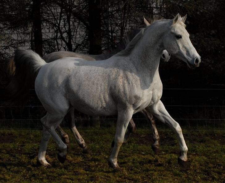 Arabisk fuldblod (OX) Zino ( SOLGT ) - Foto: Jani Pedersen  -  Tager 11.02 - 2009 billede 10