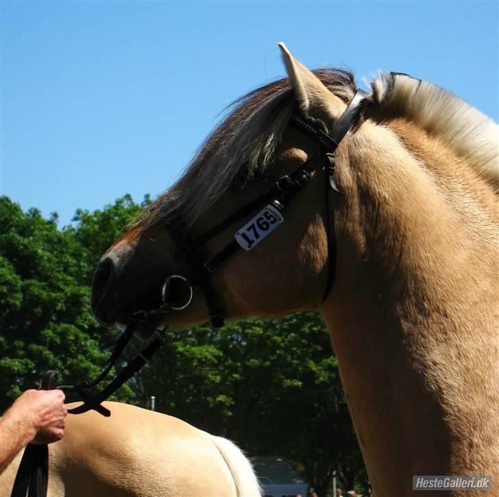 Fjordhest Granit Halsnæs ELITE FJ billede 13