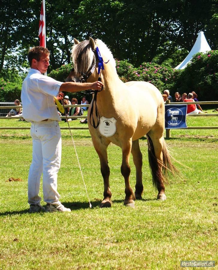 Fjordhest Granit Halsnæs ELITE FJ billede 14