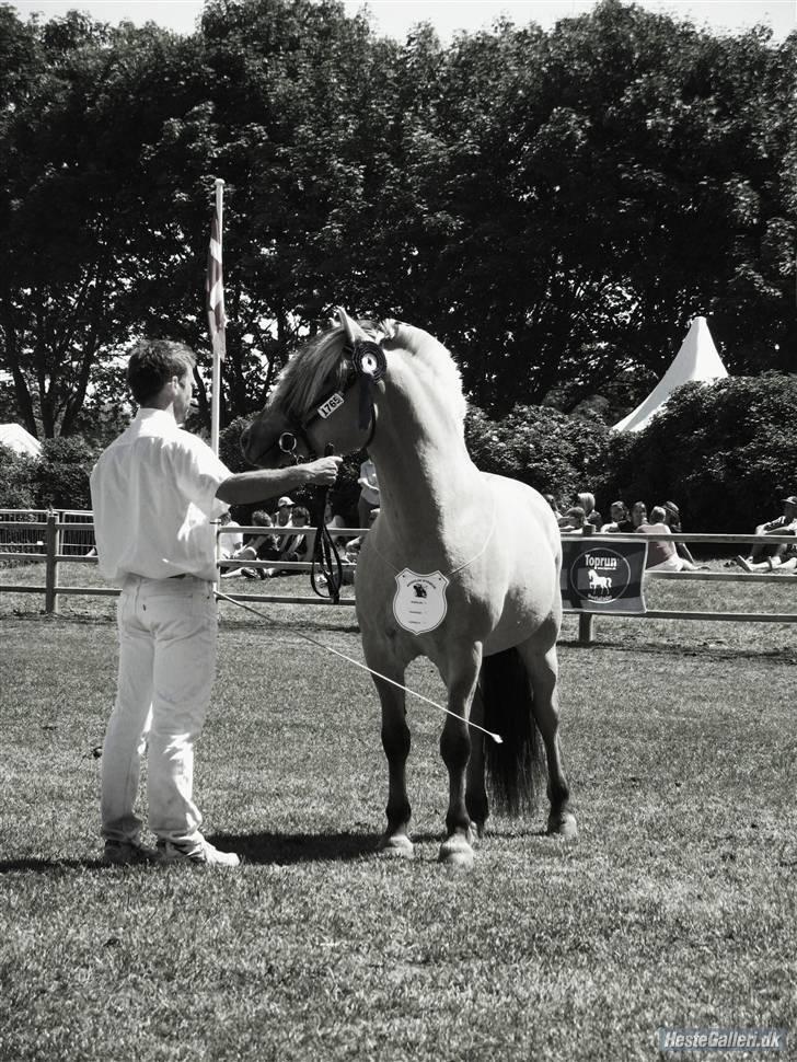 Fjordhest Granit Halsnæs ELITE FJ billede 15