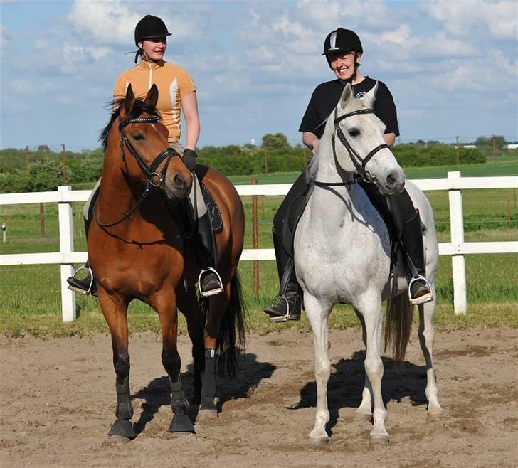 Arabisk fuldblod (OX) Zino ( SOLGT ) - Foto: Jani Pedersen  -  Zino og min´s nye rideveninder..   billede 11