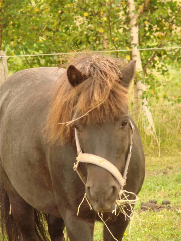 Anden særlig race Tarzan billede 19