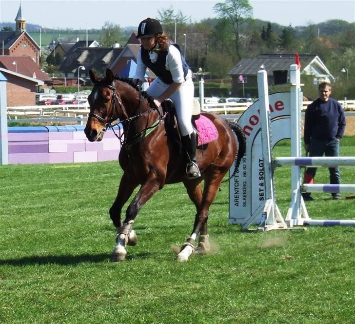 Dansk Varmblod Robocop - velkommen (: billede 1