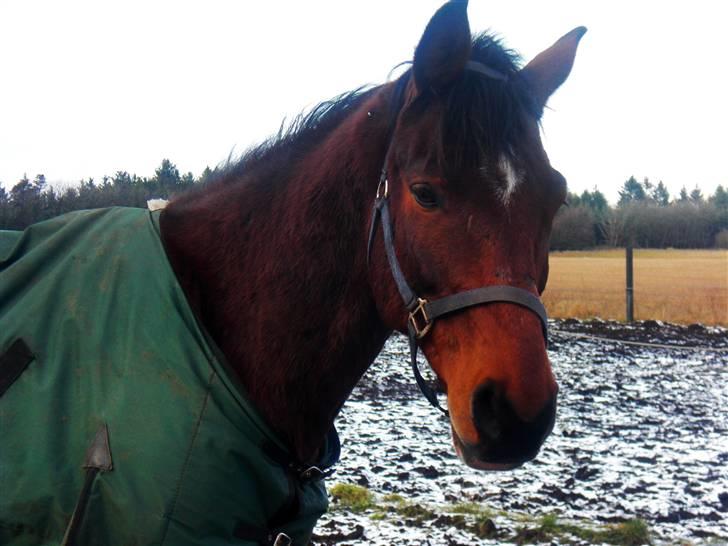 Dansk Varmblod Robocop - ELSKER det billede her :) . på folden, helt utsriglet . hehe. billede 2