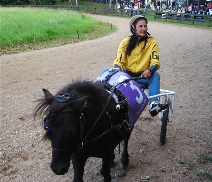 Shetlænder Bingo (gamle part) - til pony trav billede 13
