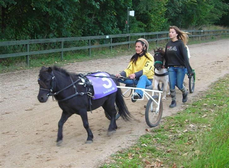 Shetlænder Bingo (gamle part) - til pony trav med de voksne billede 14