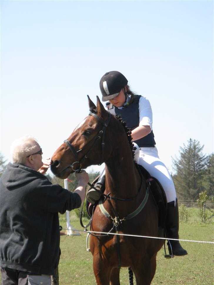 Dansk Varmblod Robocop - den dejlige til stævne :) - foto: karen Denemaaaaaaark i:; billede 3