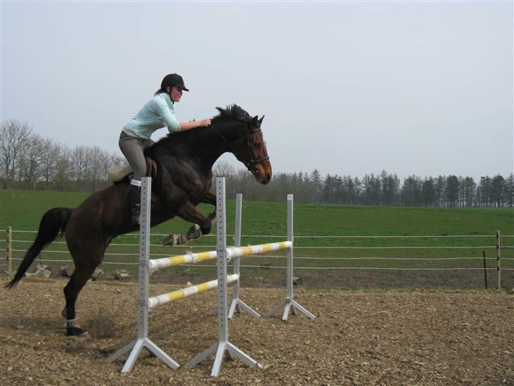 Dansk Varmblod Robocop - I dressur :D . det er ok! billede 4