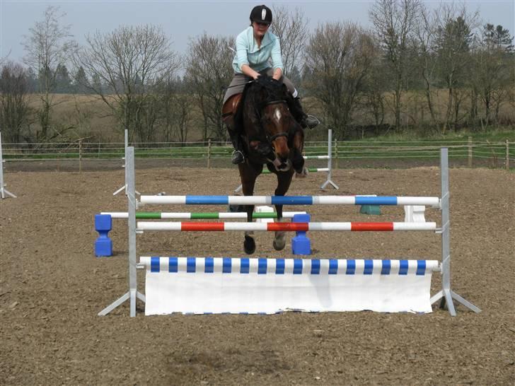 Dansk Varmblod Robocop - 130 cm  (; foto: karen baby<3:D billede 5