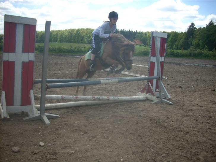 Anden særlig race Prins <3 (gammel part) - velkommen til Prinses profil... læg gerne en kommentar Foto: Signe eller Sara billede 1