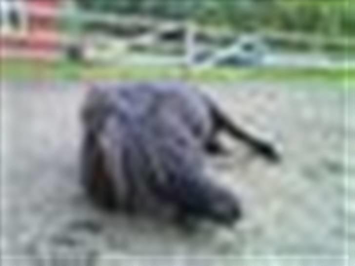 Shetlænder Bingo (gamle part) - slapper af<3 billede 15