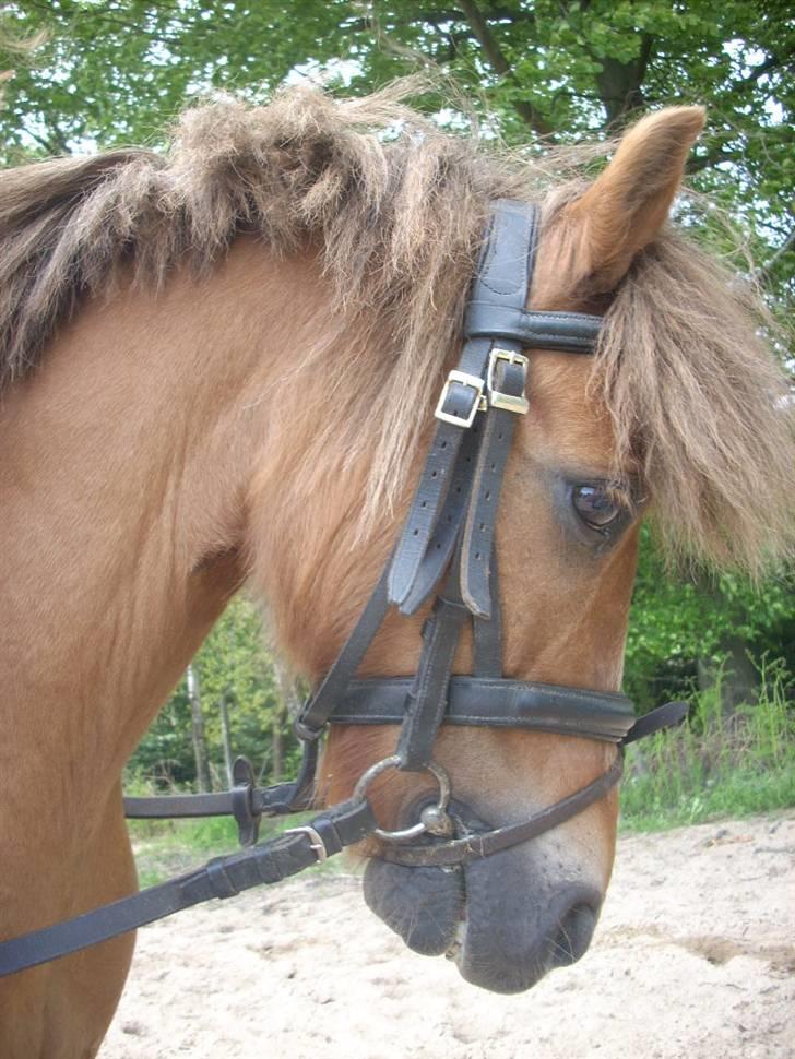 Anden særlig race Prins <3 (gammel part) - Du var alt :* Foto: Signe Eller Sara billede 2