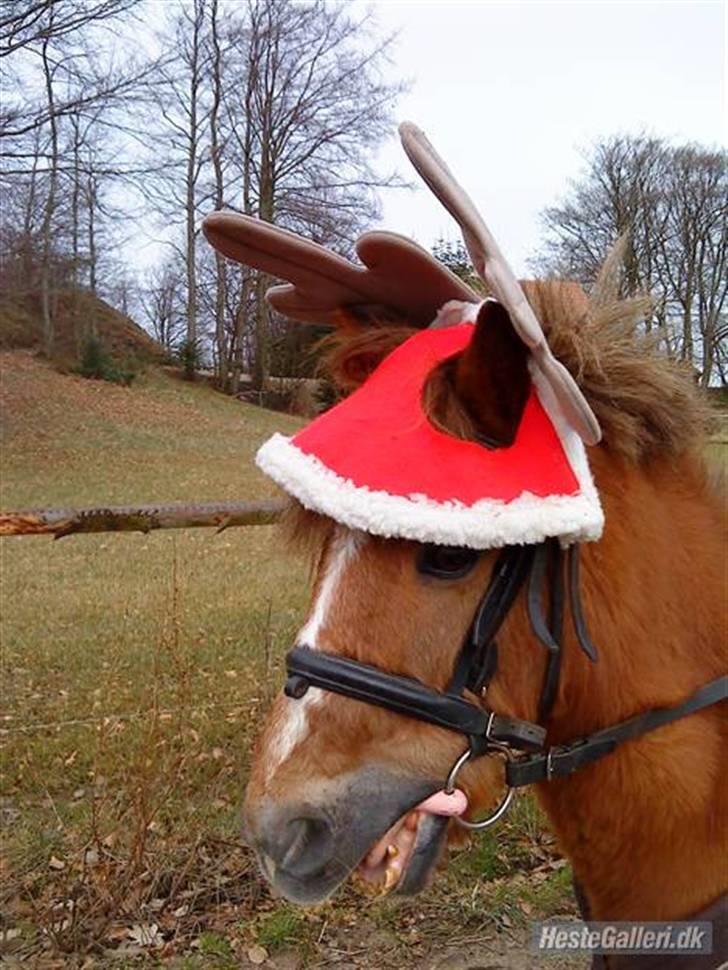 Anden særlig race Prins <3 (gammel part) - jeg gav dig en rose og sagde "Når denne rose dør, dør vores venskab" Du kiggede på mig og sagde "Jamen jeg vil IKKE have at vores venskab skal dø" Jeg smilede og sagde "Bare rolig blomsten er af plastik" <3 Foto: Signe billede 3