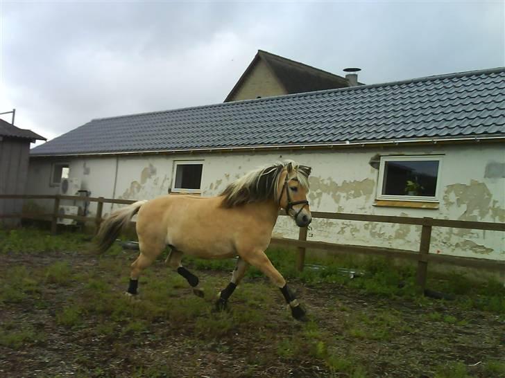 Fjordhest Tot billede 15