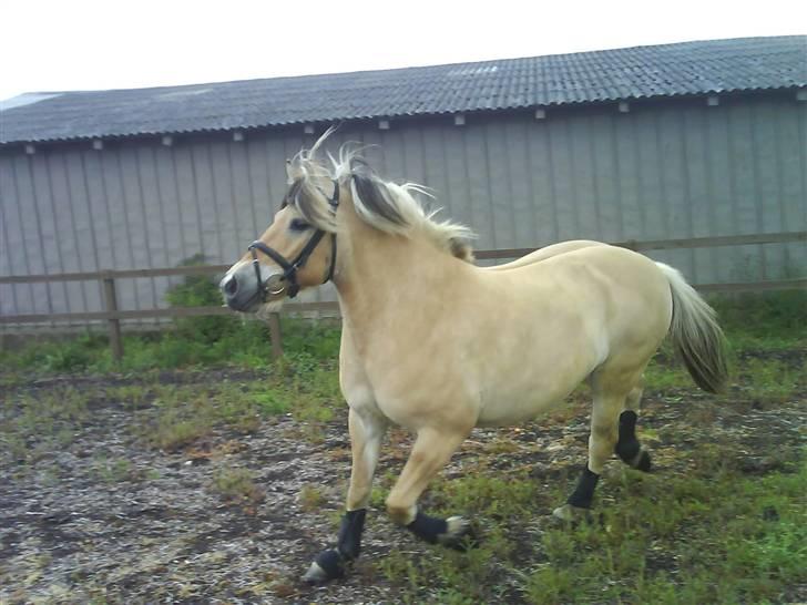 Fjordhest Tot billede 16