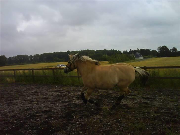 Fjordhest Tot billede 17