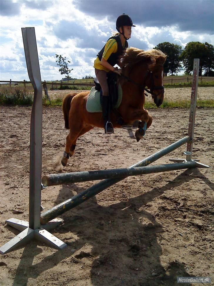 Anden særlig race Prins <3 (gammel part) - vu lærte mig en masse og jeg lærte dig en masse <´3 Foto Signe billede 5