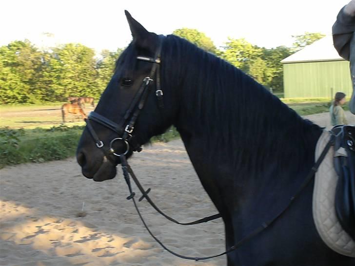 Frieser mucia brandbjerg (solgt) billede 2