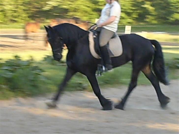 Frieser mucia brandbjerg (solgt) billede 3