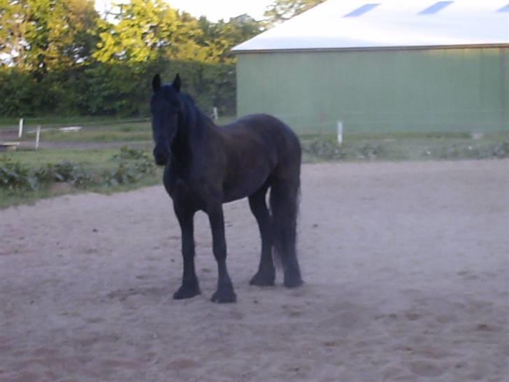 Frieser mucia brandbjerg (solgt) billede 5