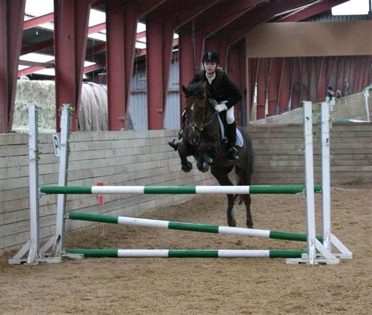 Anden særlig race Chestnut - Vi springer LA her:) billede 18