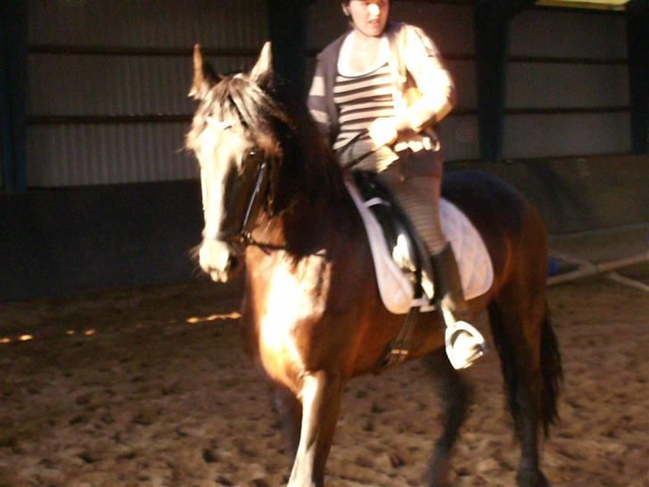 Frieser mucia brandbjerg (solgt) billede 7