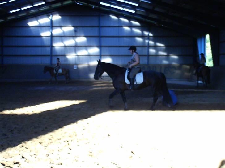 Frieser mucia brandbjerg (solgt) billede 9