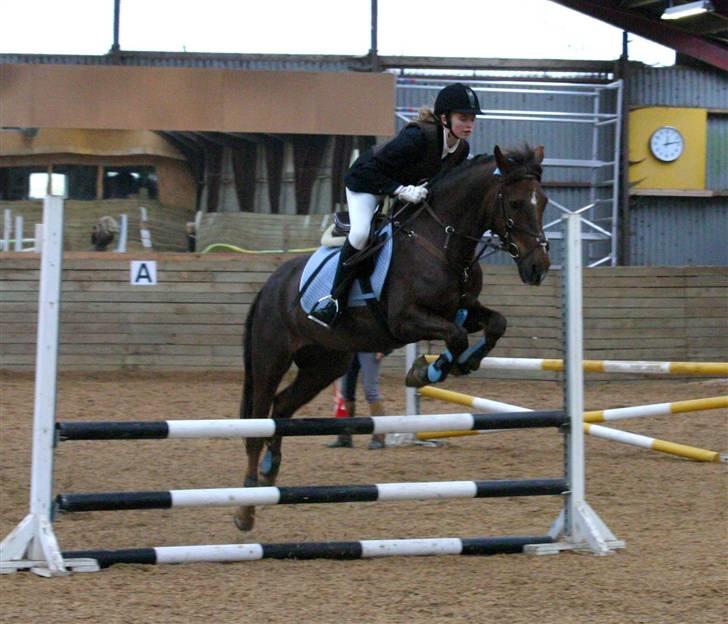 Anden særlig race Chestnut - Chestnut på LSR. billede 19