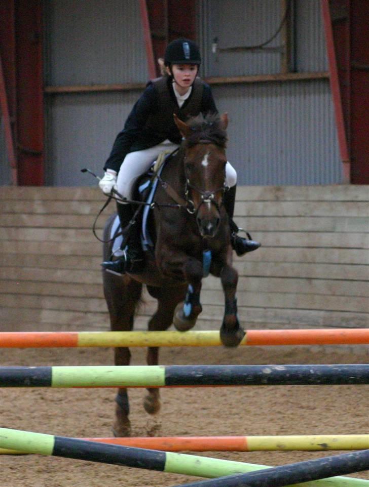 Anden særlig race Chestnut - Chestnut til stævne. billede 20