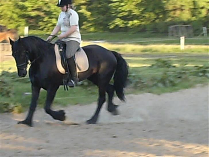 Frieser mucia brandbjerg (solgt) billede 12