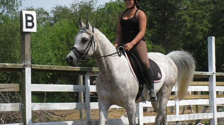 Arabisk fuldblod (OX) | Ramuz Asil OX - Fine Ramuz | Foto: Frida Lilli billede 17