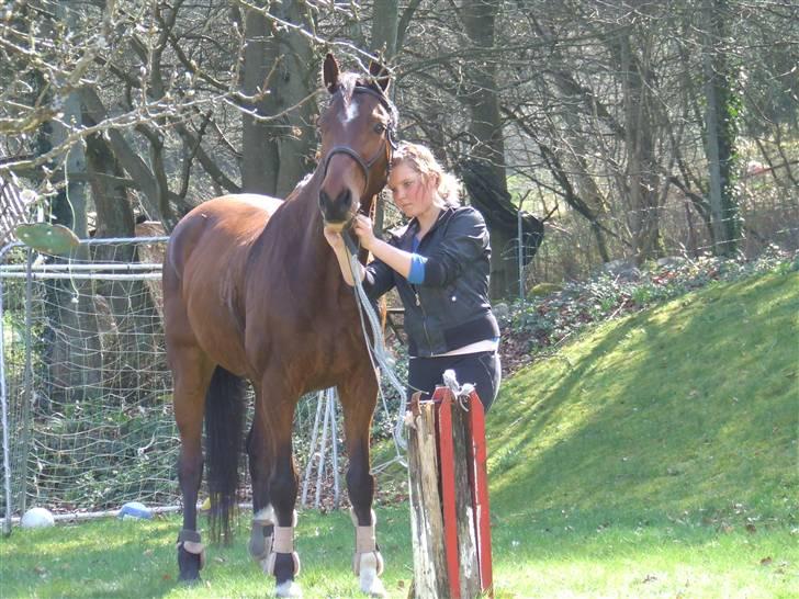 Dansk Varmblod Robocop - hehe, smukke altså hjemme i have :D:D foto: karen baby <3 :D billede 6