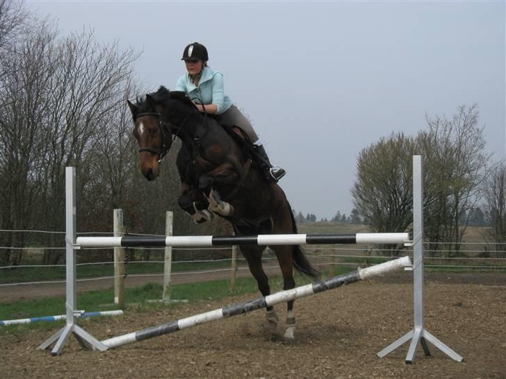 Dansk Varmblod Robocop - til spring - fack, han sprang godt den dag & spraing mig ud af sadlen :D - foto: karen baby :D <3 billede 7