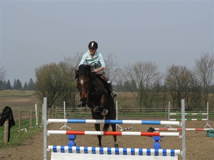 Dansk Varmblod Robocop - spring time. wee (; foto: karen baby d: billede 8