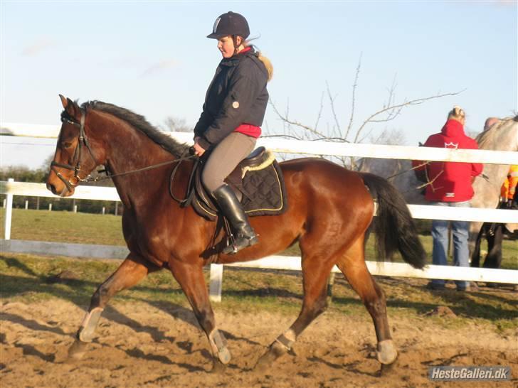 Dansk Varmblod Robocop - her opvarmer vi til spring træning . - foto: karen baaaaaaaby! :D billede 9
