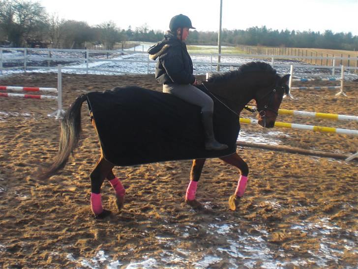 Dansk Varmblod Robocop - Dressur . Uden sadle :) billede 10