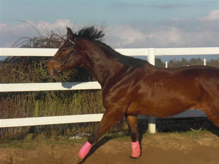 Dansk Varmblod Robocop - Smukke på riderbanen :D billede 11
