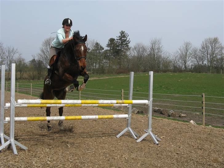 Dansk Varmblod Robocop - spring timee. han sparng til den dag!!! - foto: karen baby :D billede 12